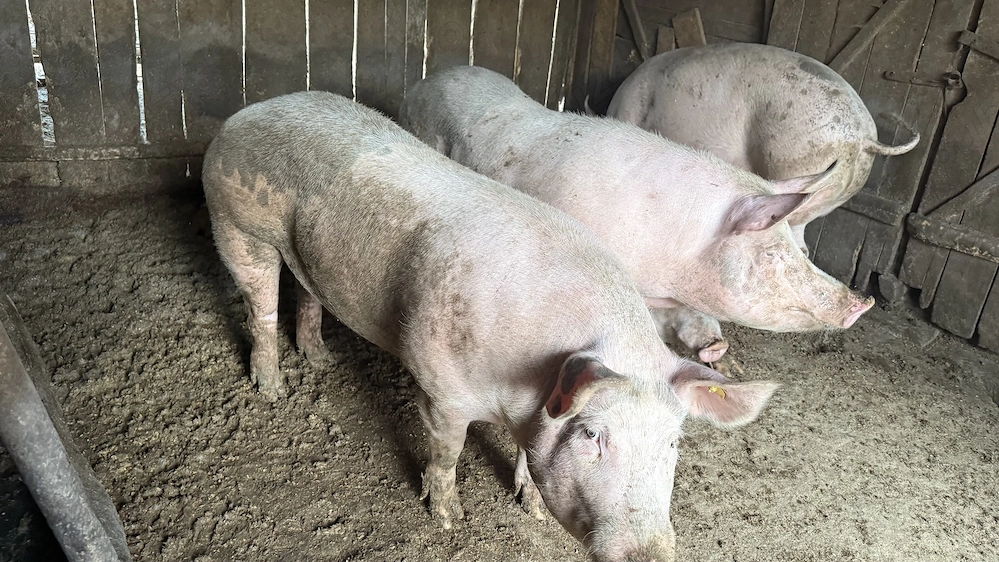 Porci de vânzare 