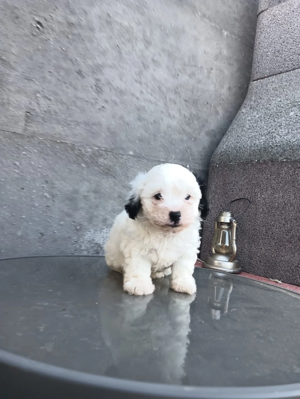 bichon havanez fetiță 