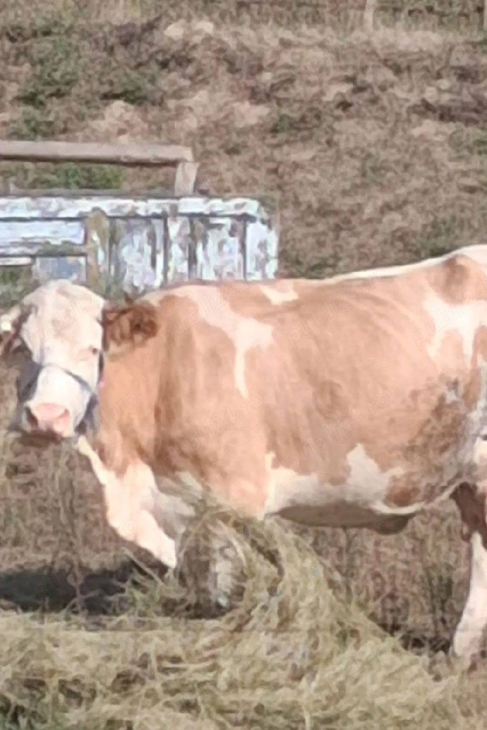 vaca si vitei 