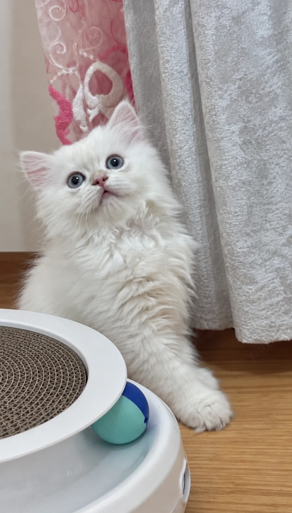 Fetița British Longhair cu pedigree