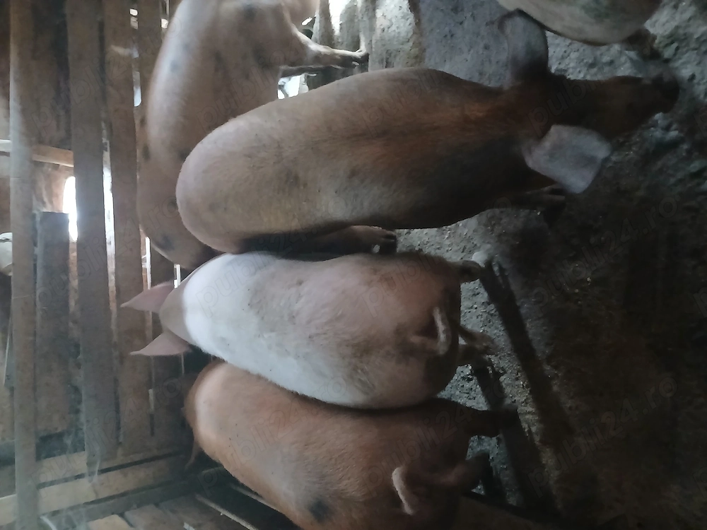 Vand porci 180 kg