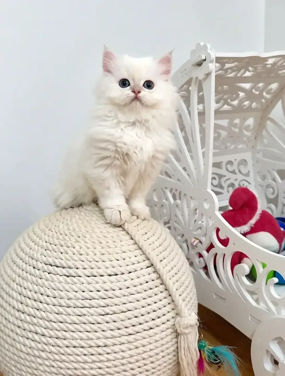 Băiețel British Longhair cu pedigree 