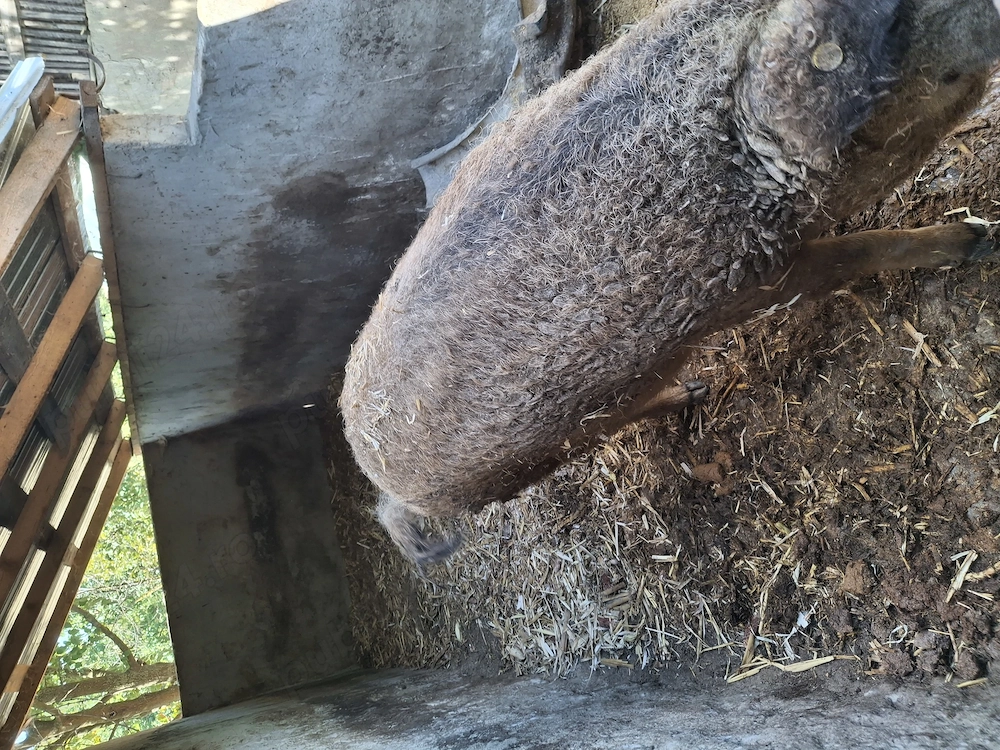 Vând porci mangalita 