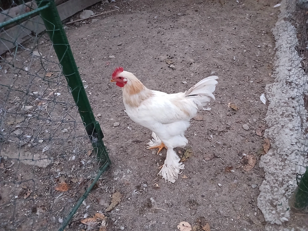 Cocosi rasa mixta de vanzare