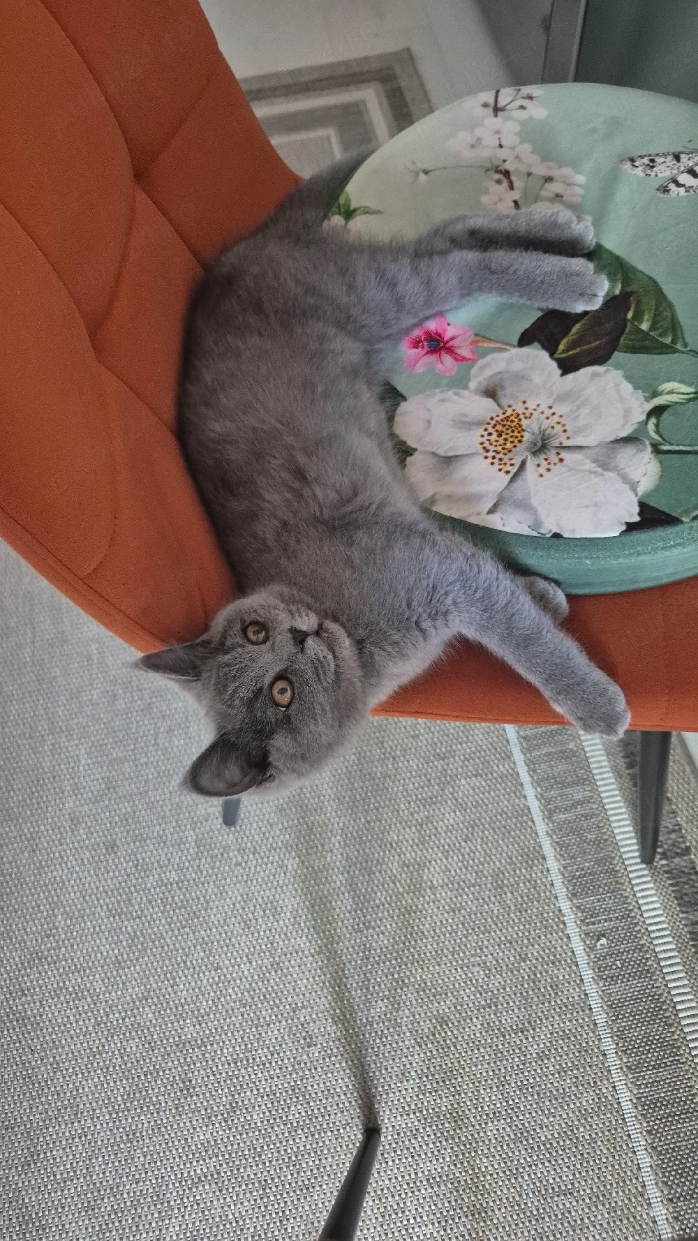 vand pui British Shorthair 