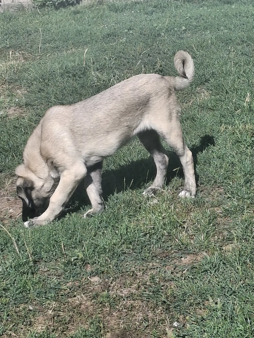 Kangal malakli femelă 4 luni