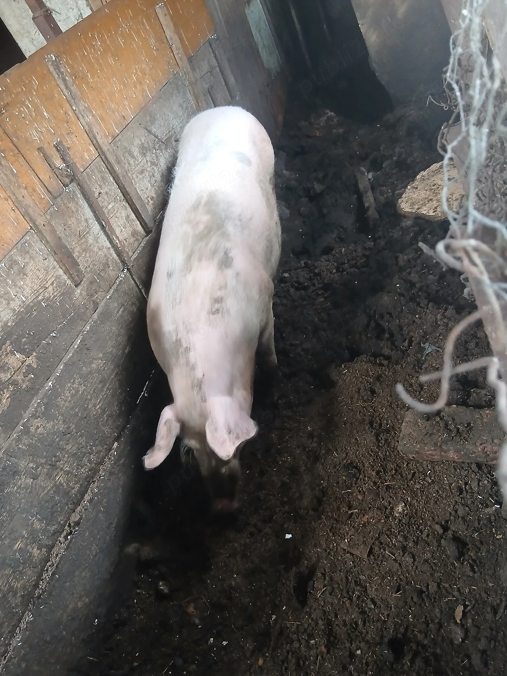 Porc rasa marele alb 
