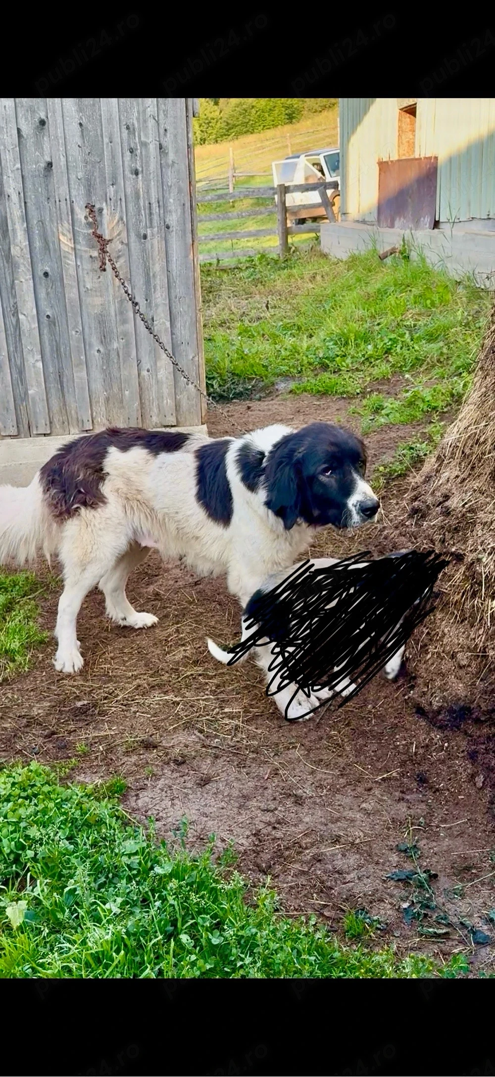 Femela ciobanesc de bucovina 