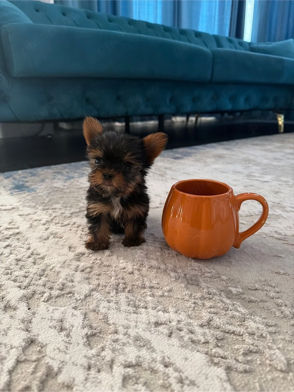 Yorkshire terrier mini toy