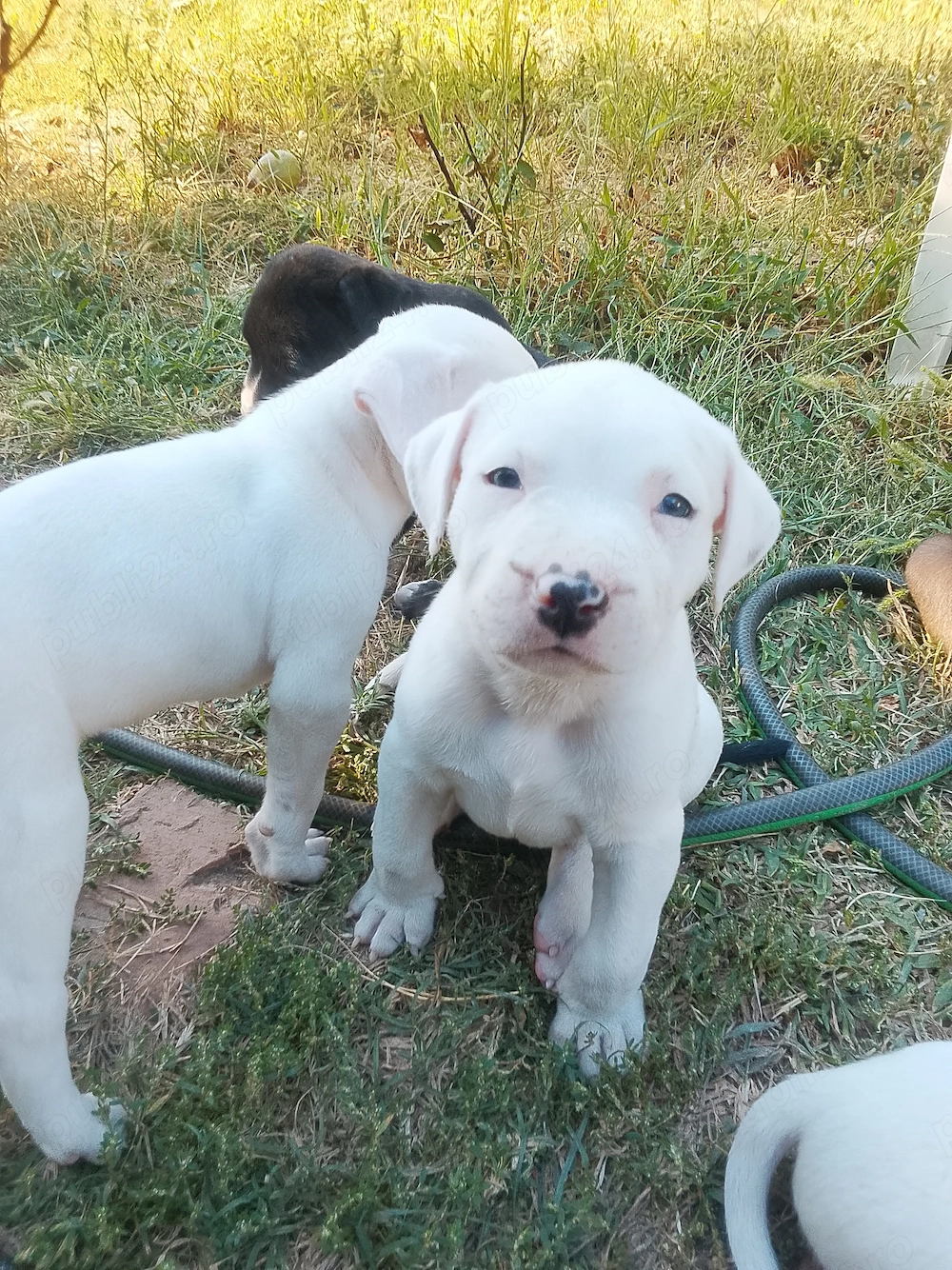 Catei amstaff 