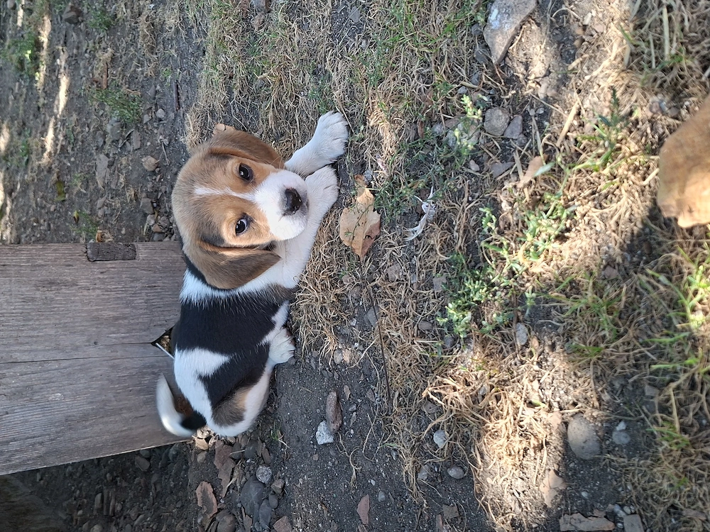Beagle tricolor de vanzare