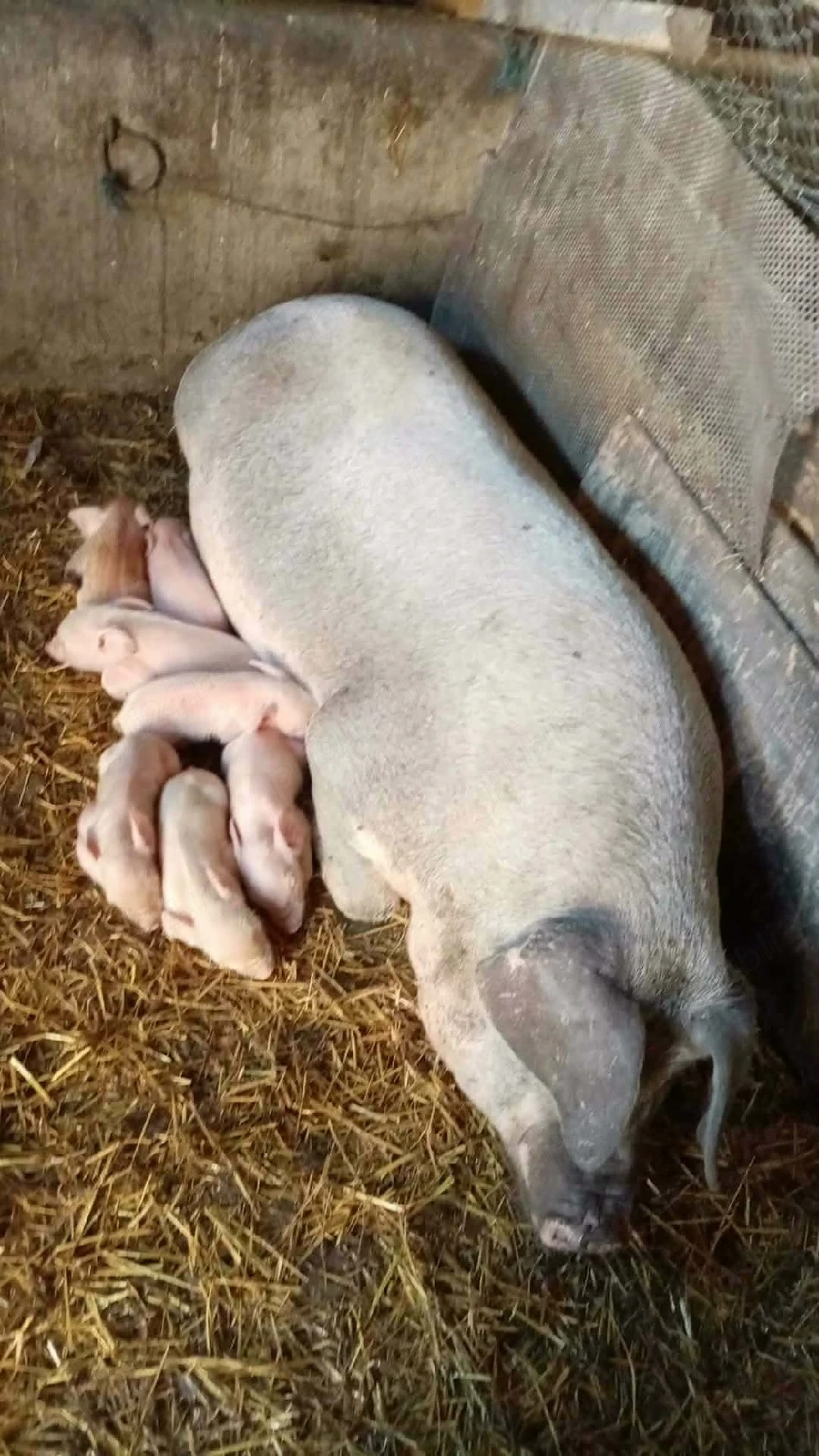 Scroafa cu purcei