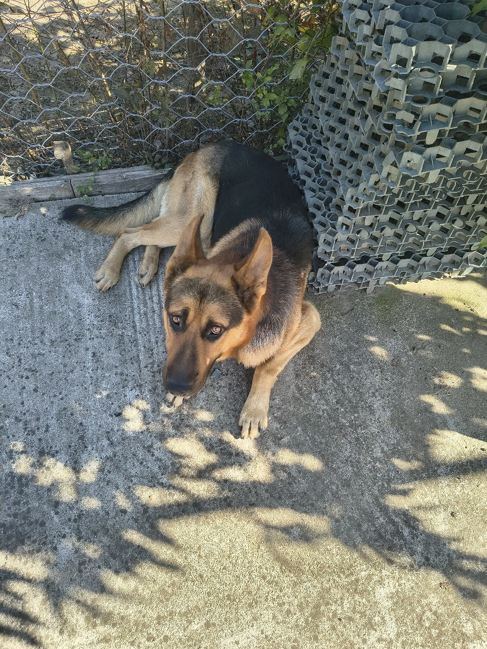 Mascul Ciobănesc German 5 ani