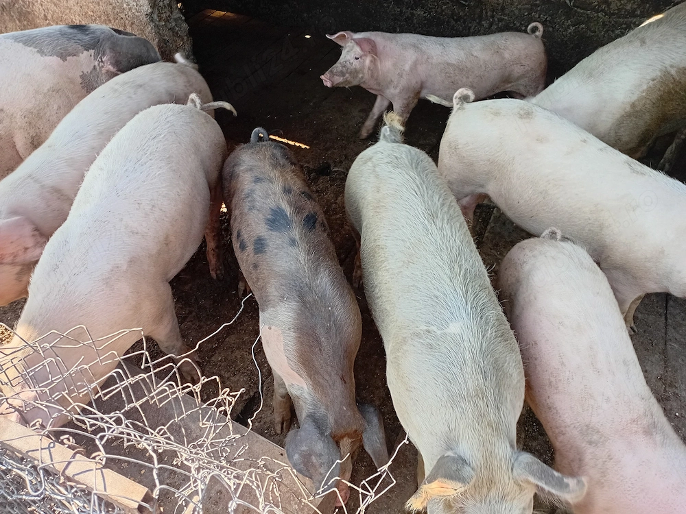 Schimb porci de la 50 kg la 150 kg pe ceriale
