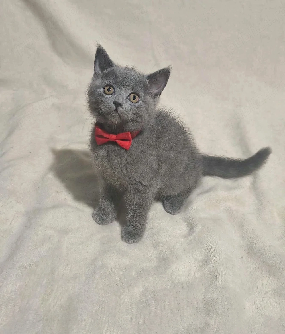 Fetiță british shorthair 