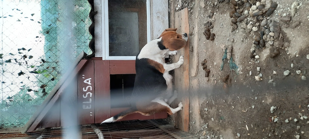 Donez femela  beagle 