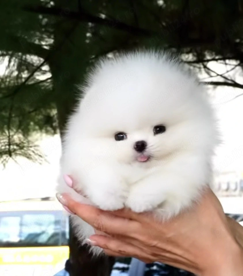 Pomeranian mini toy 