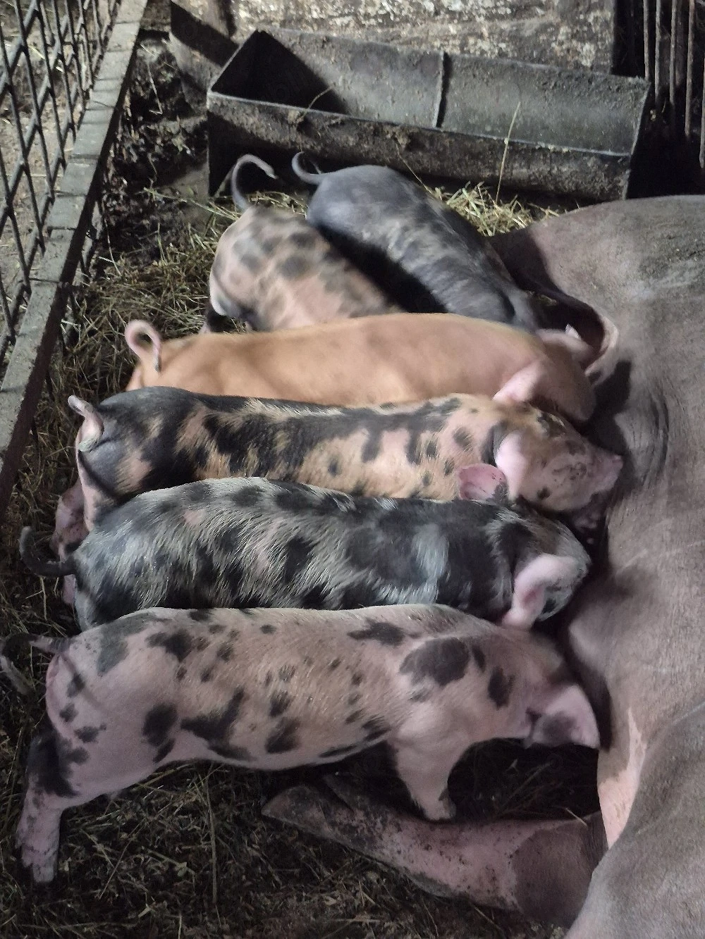 pietrean  cu duroc 