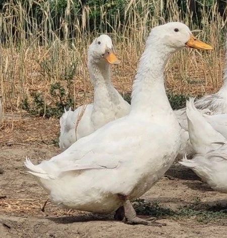 Ratoi Pekin 100 lei buc, scroafa 100-1100 kg 1600 lei , mascure 110-130 kg 1900 lei