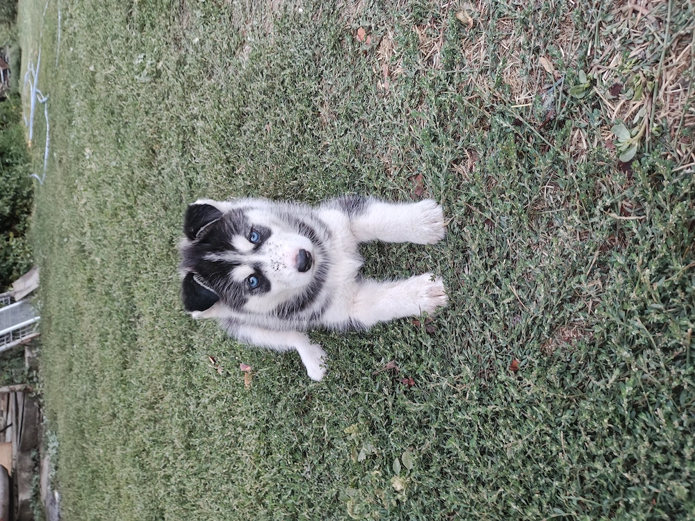 Husky siberian cățeii 