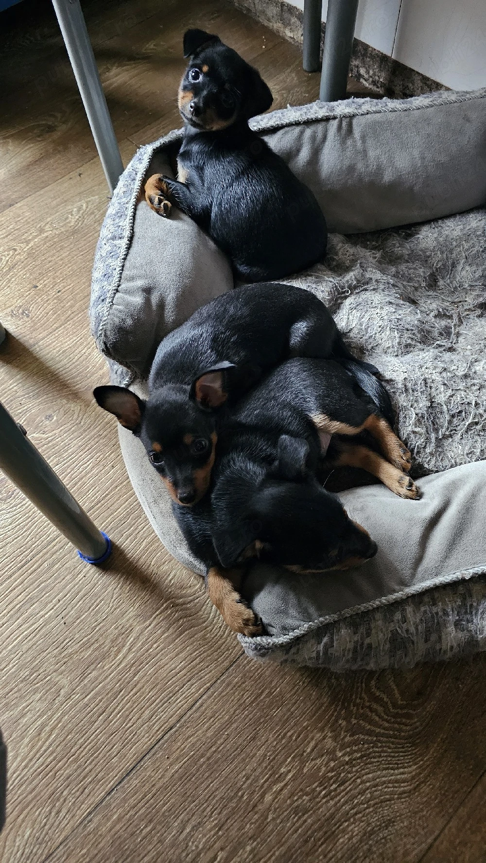 vand pinscher pitic