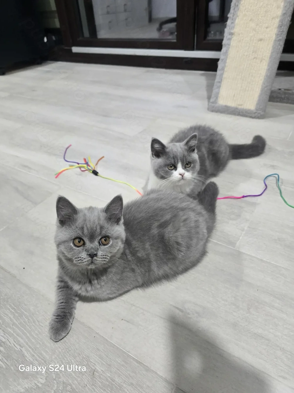 British shorthair, puiuț disponibili