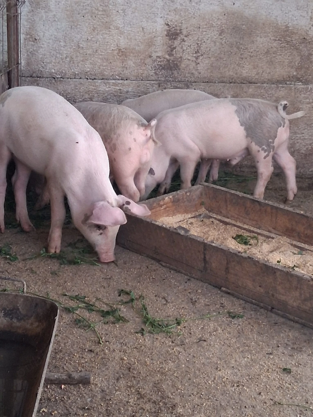 Purcei si porci mari de rasa
