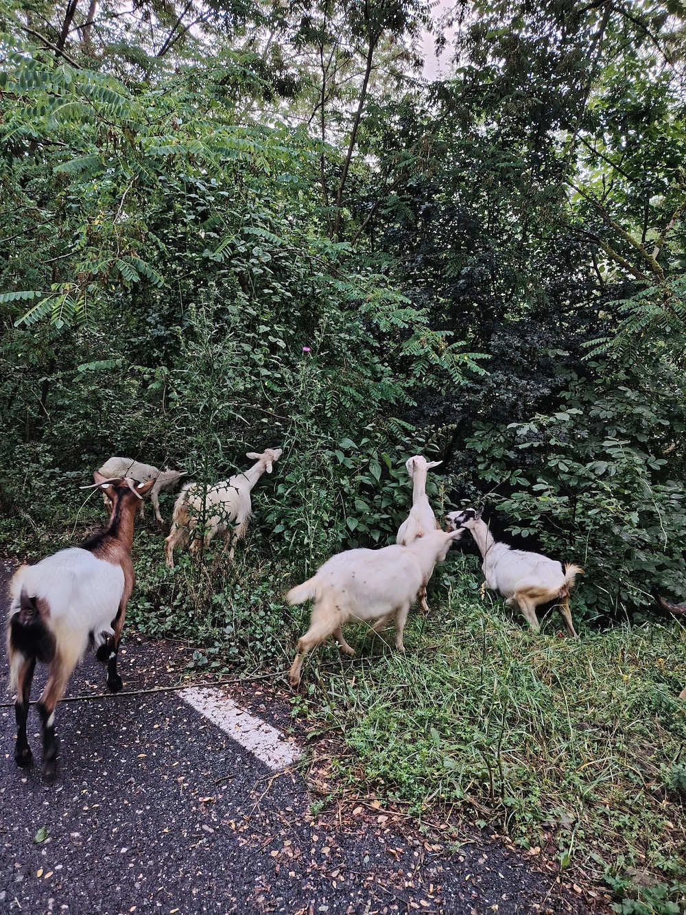 De vanzare 5 ieduțe și 2 capre!
