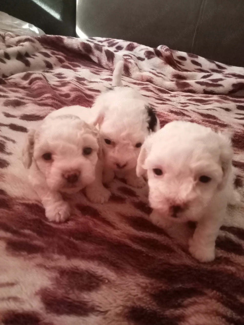 Vând bichon havanezi 