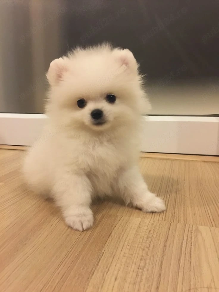 Puiuti Pomeranian mini toy