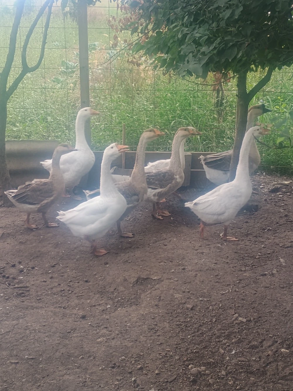 Vor alți stăpâni 
