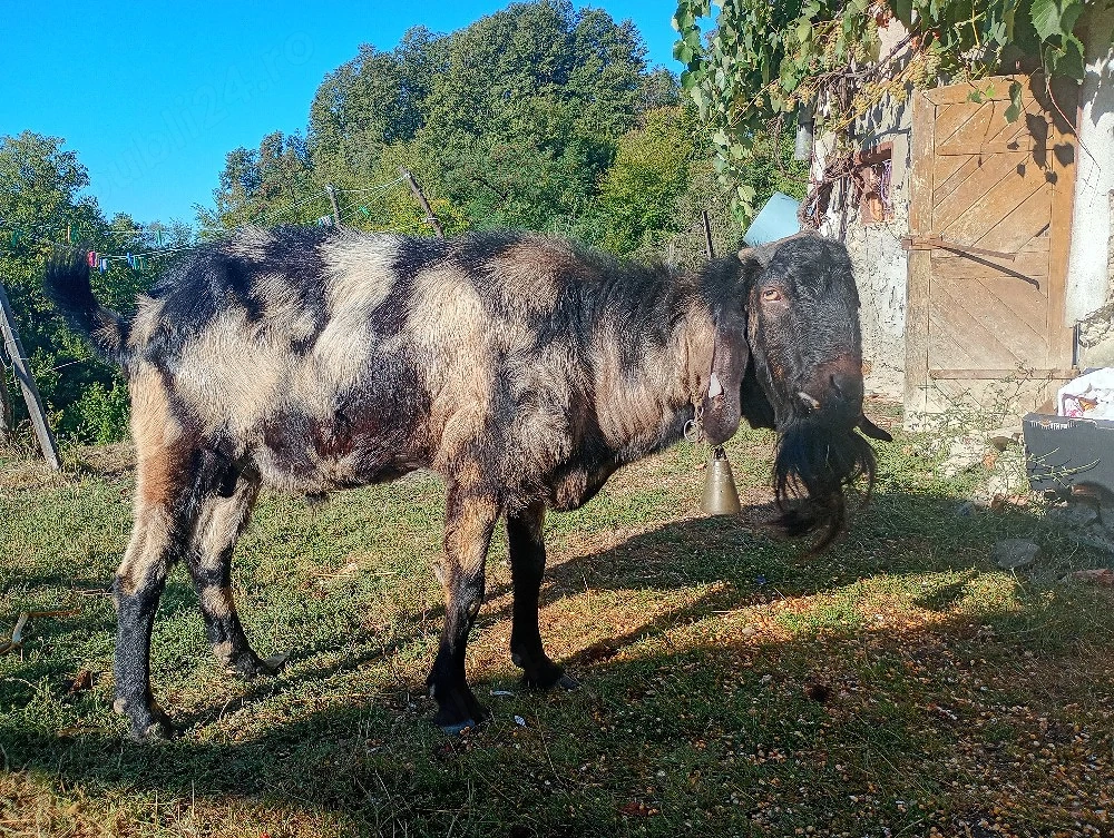 vând sau schimb țap anglo nubian 