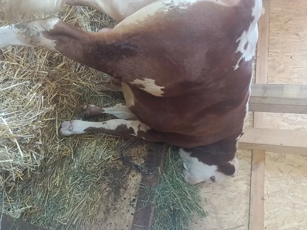 Vând taur bălțat românesc 