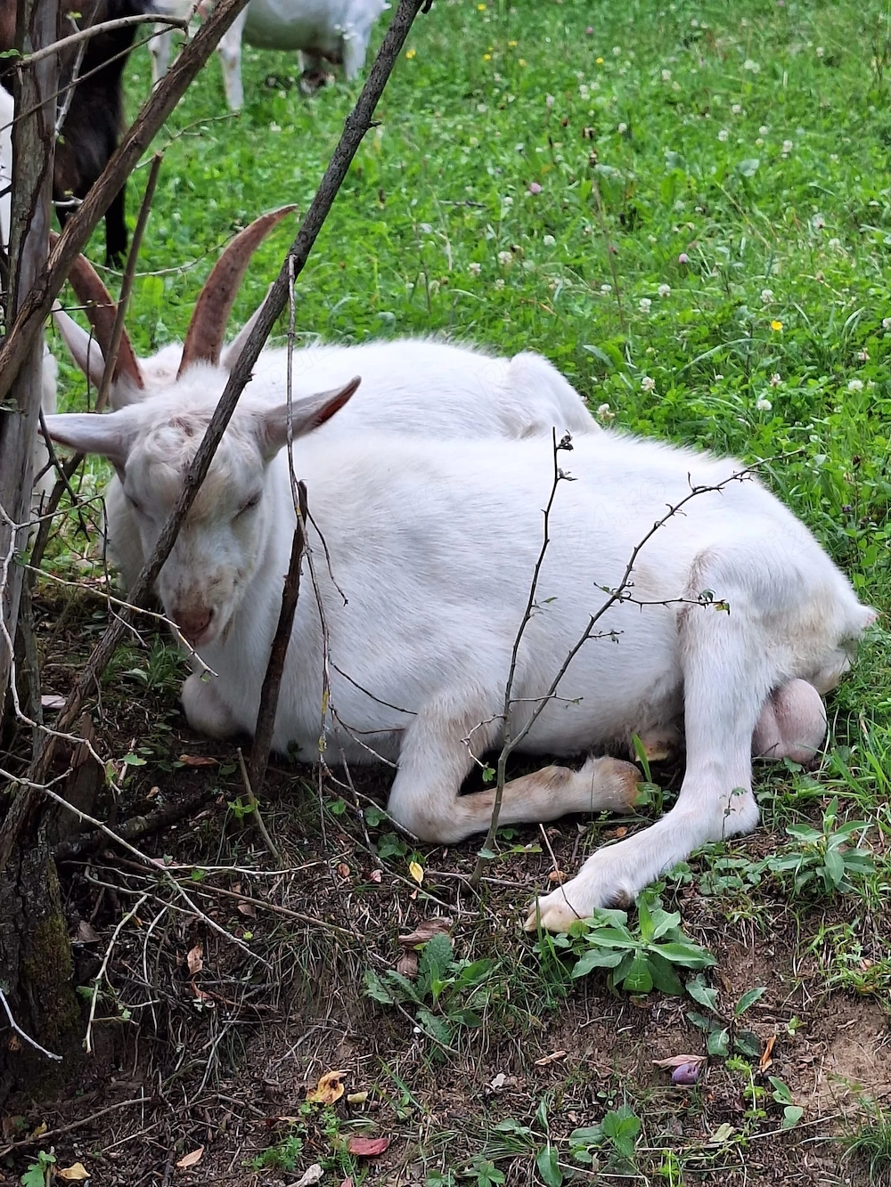 Vând țapi saanen
