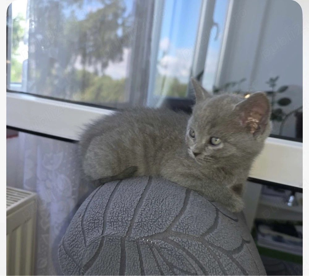 Motanei British Shorthair 