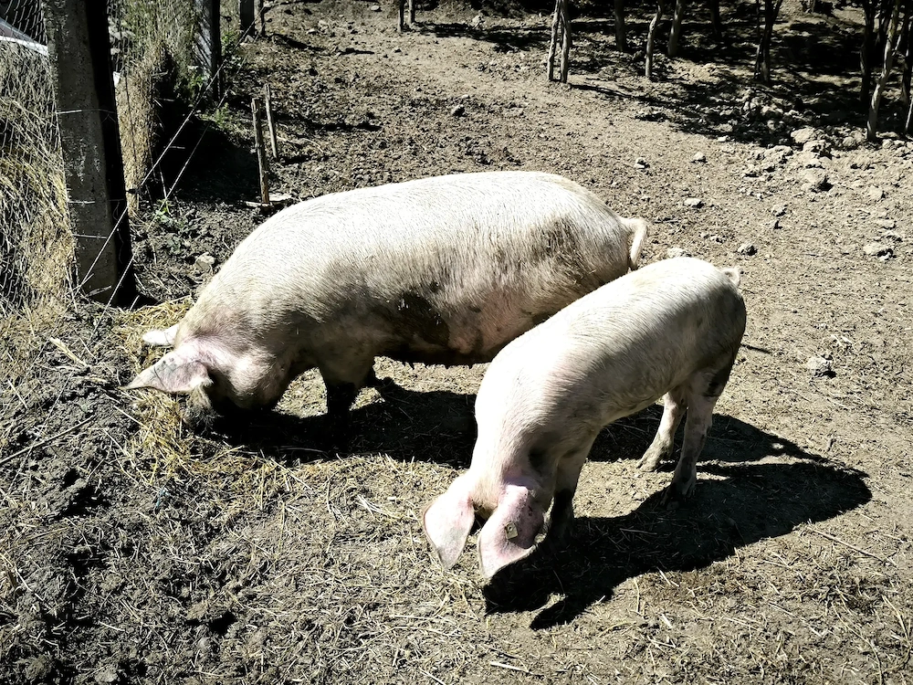 Vând. Purcei.soldani.si porci mari 