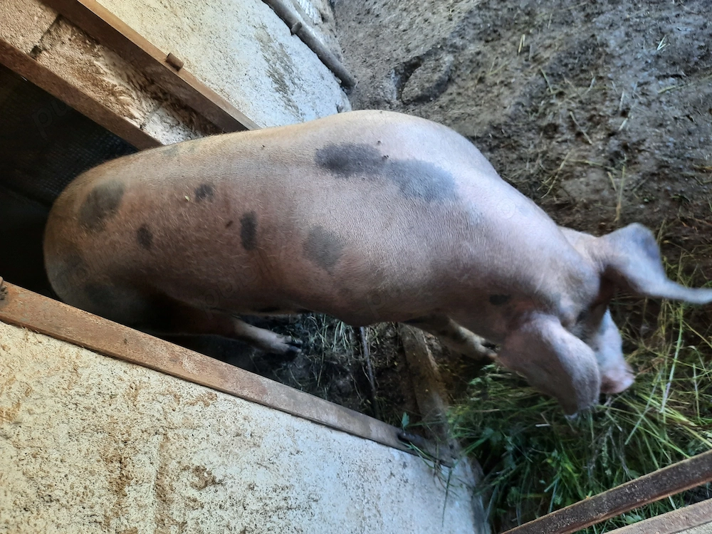 Vand porci de taiat crescuti cu hrana naturala