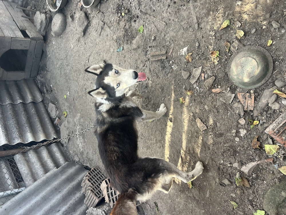 Vând Husky și Malamut de Alaska
