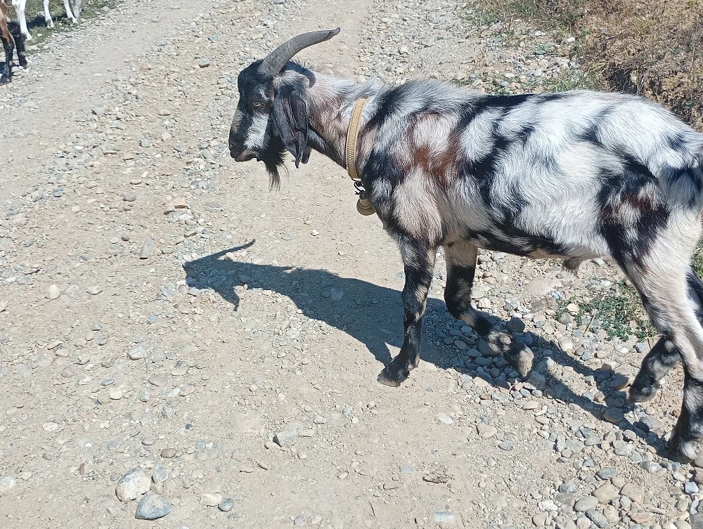 vând țap anglo nubian