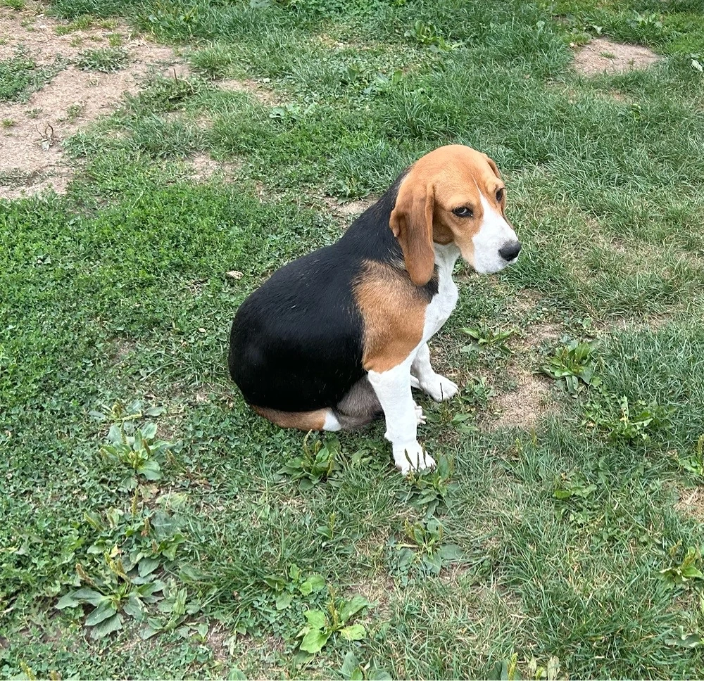 Donez Catelusa Beagle