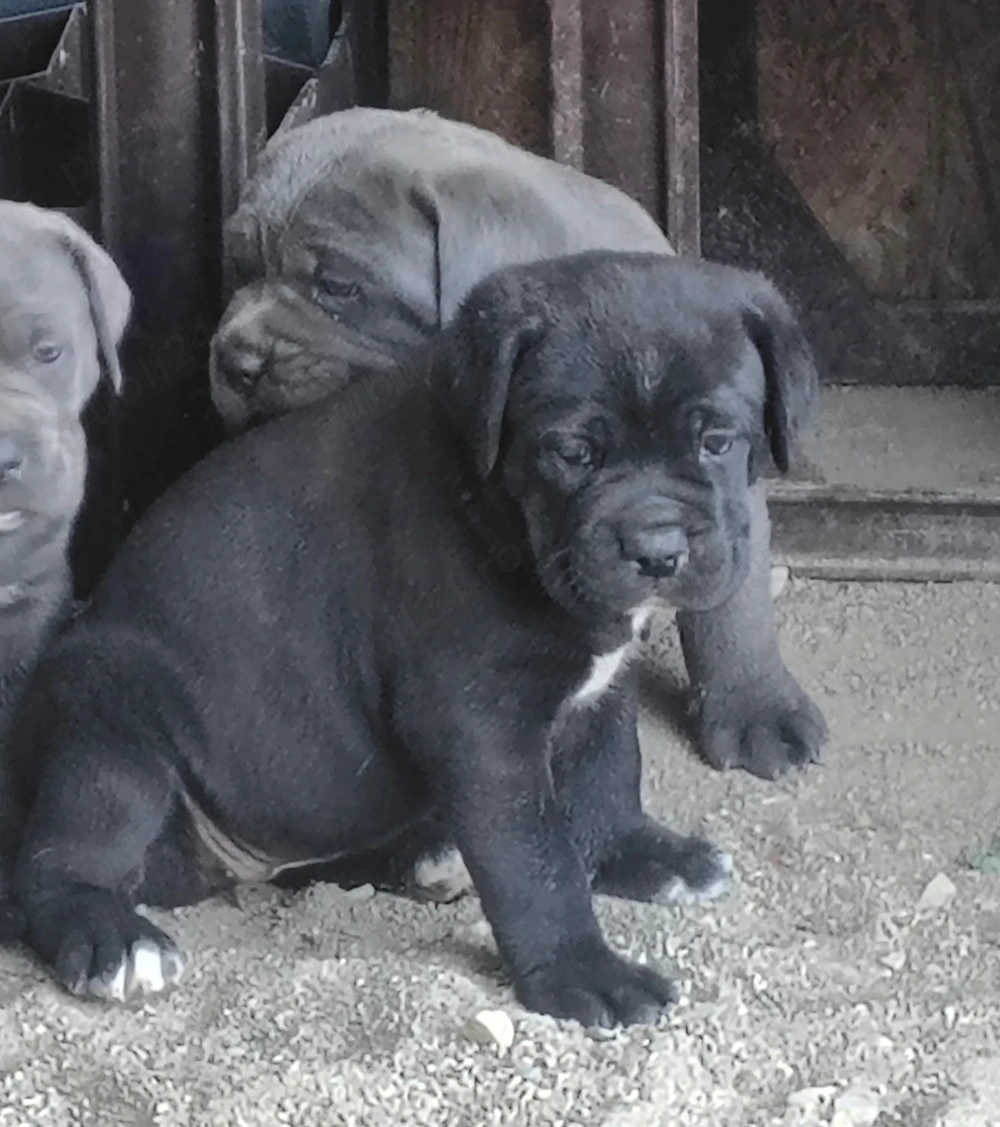 Cățelusa cane corso