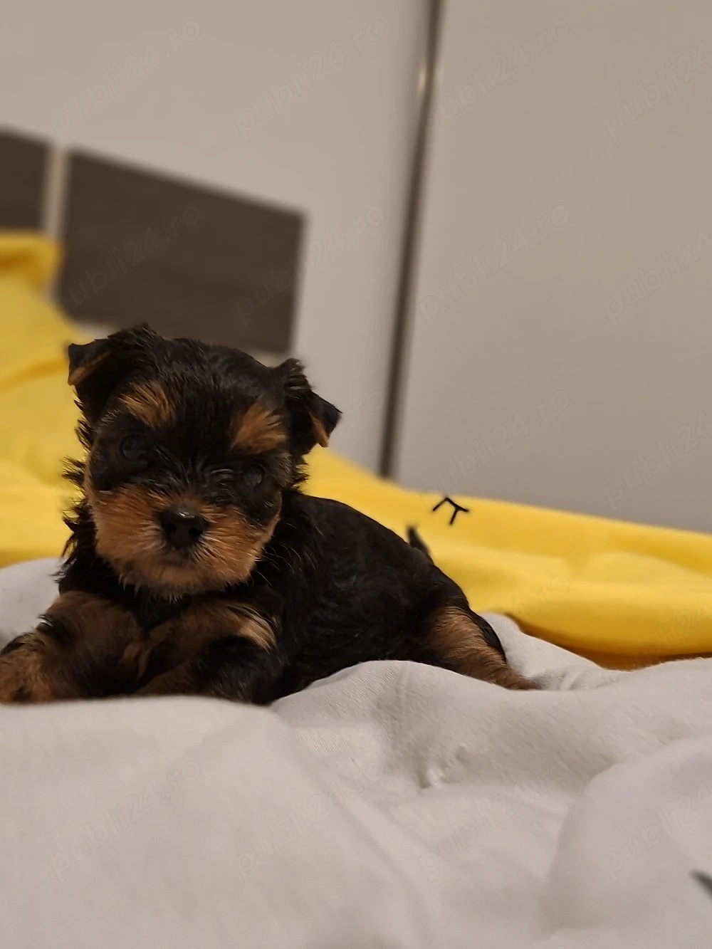 yorkshire terrier baietel 