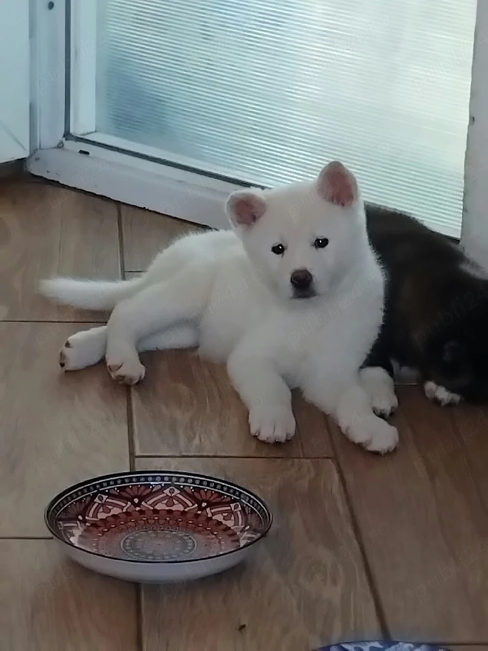 vănd căței Akita inu american