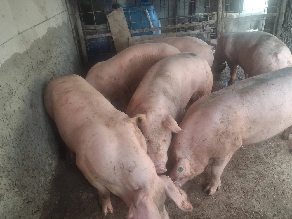 Vând porci de carne.   .