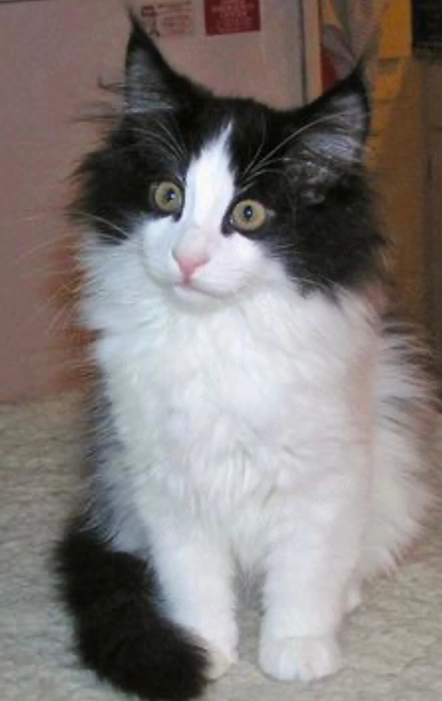 siberiana de padure