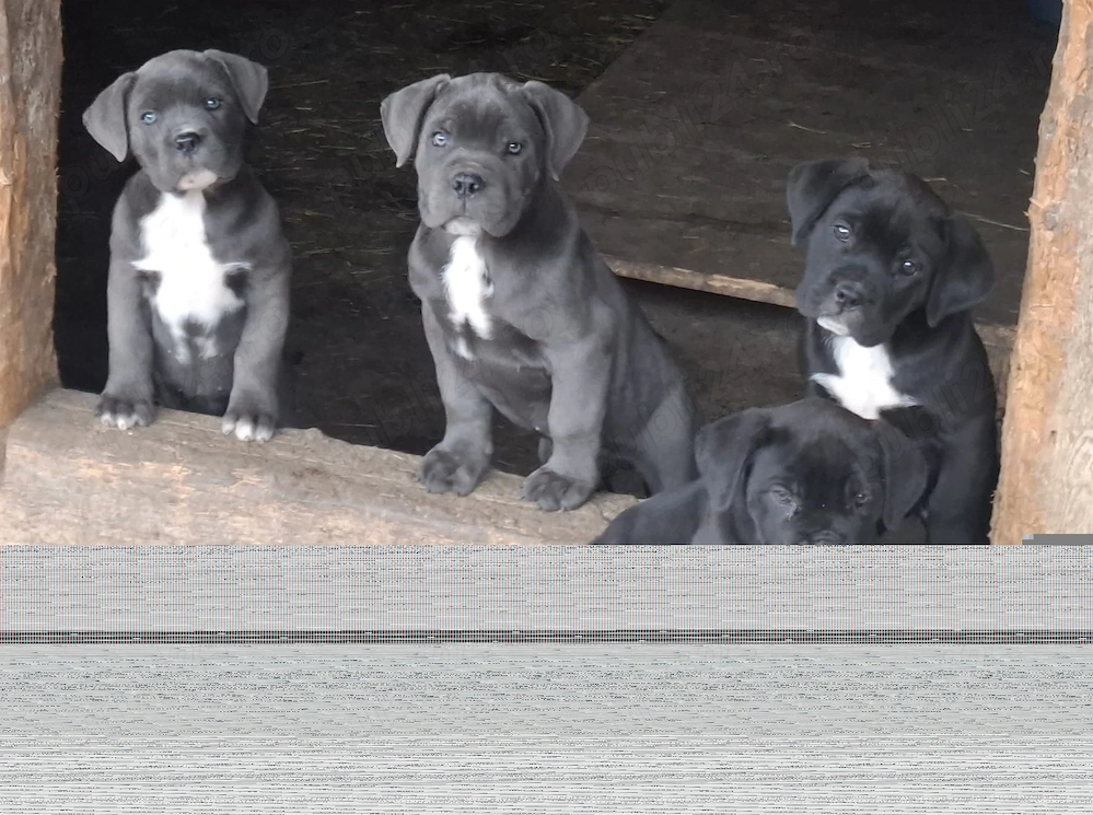 Puiuti cane -corso