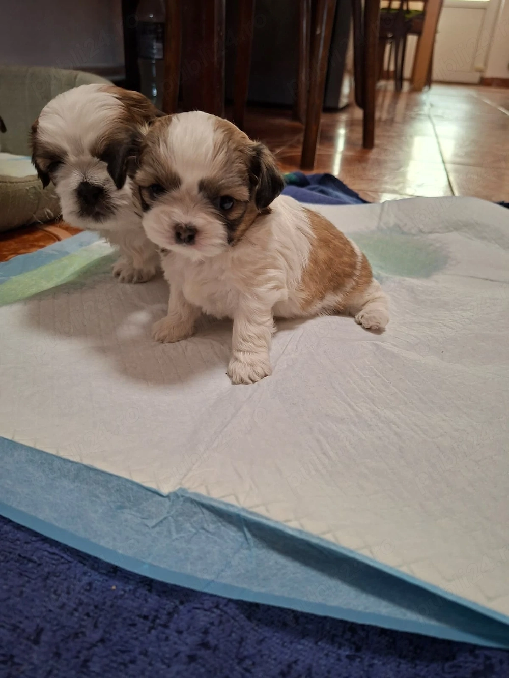 Catei Shih Tzu in varsta de 4 saptamani