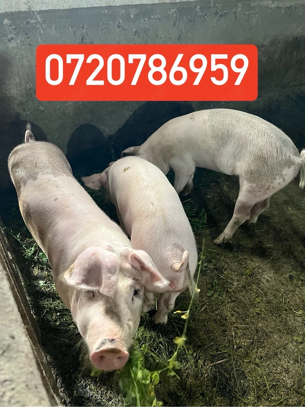 Vand soldani porci purcei