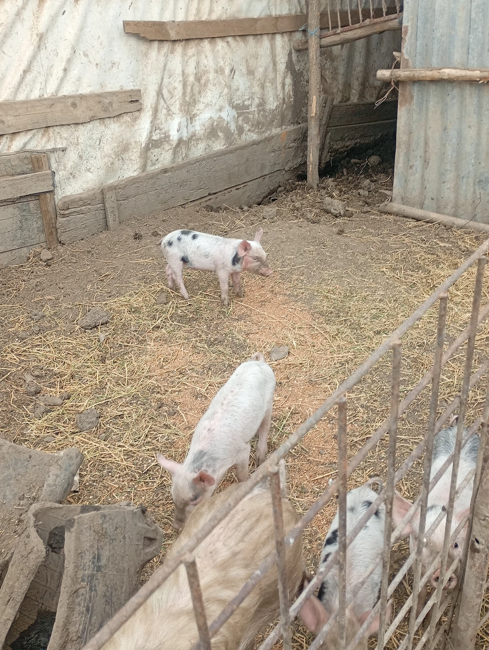 Purcei de dat , rasa de carne și mangalita