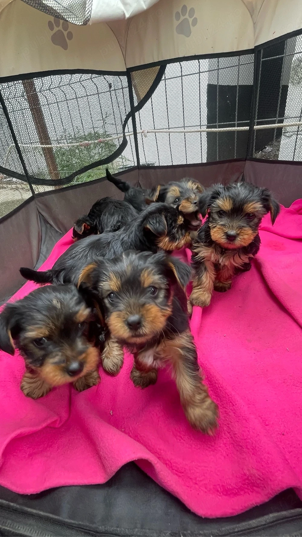Vand Puiuti Yorkshire Terrier 